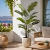 PALMA ARECA W DONICZCE 180CM